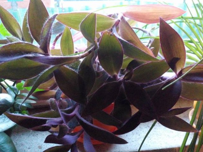 Снимка: личен архив 