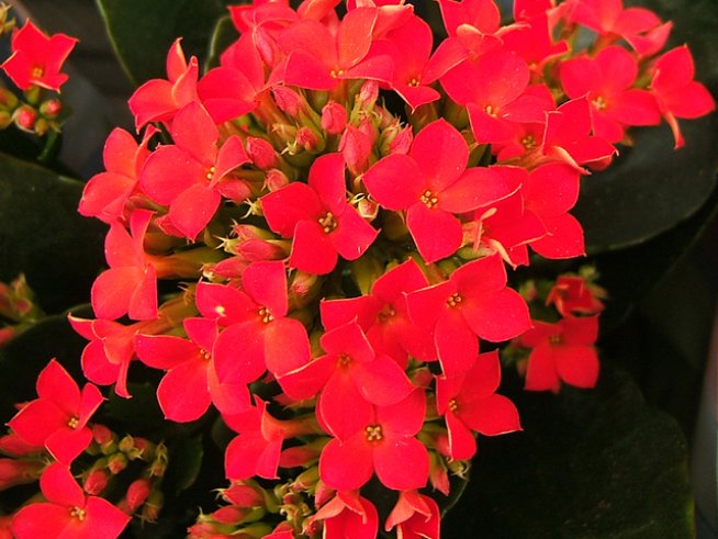 Снимка: Wikimedia Commons