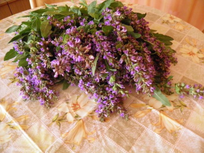 Снимка: Вергиния Генова