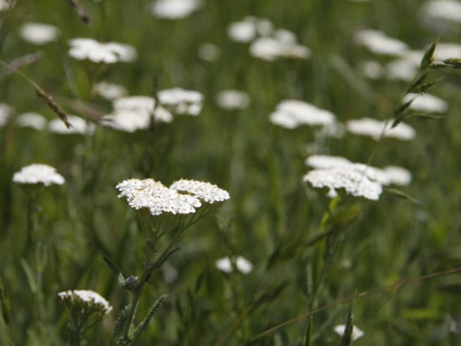 Фестивал на билките на Еньовден