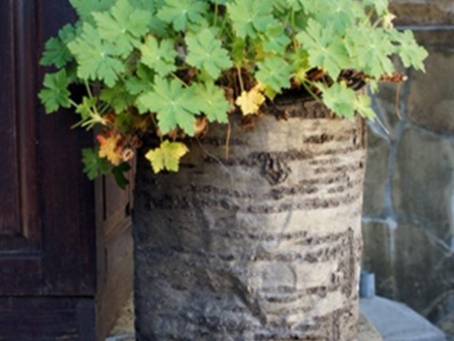 Магичният здравец дарява бодрост и дълголетие