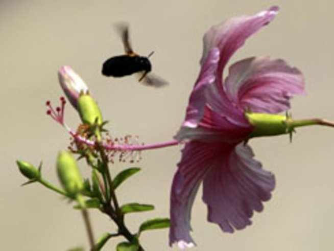 Капризната китайска роза