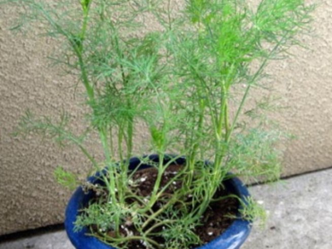 Търся съвети: Защо копърът в саксия не мирише?