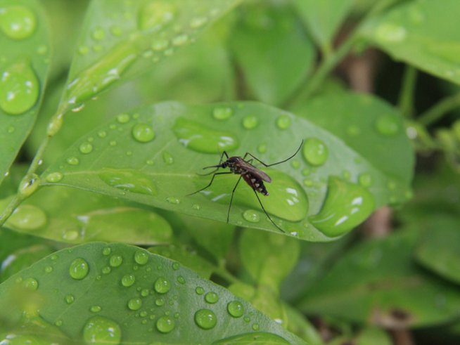 Снимка: istock