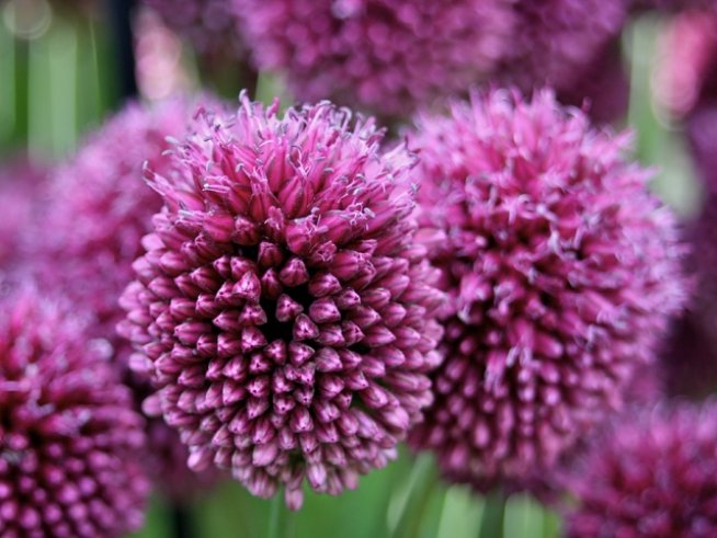 Снимка: Wikimedia Commons