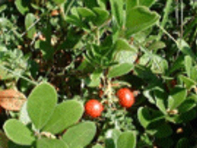 Мечо грозде