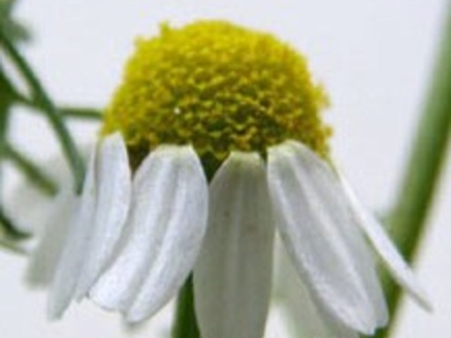 Билките в нашия дом