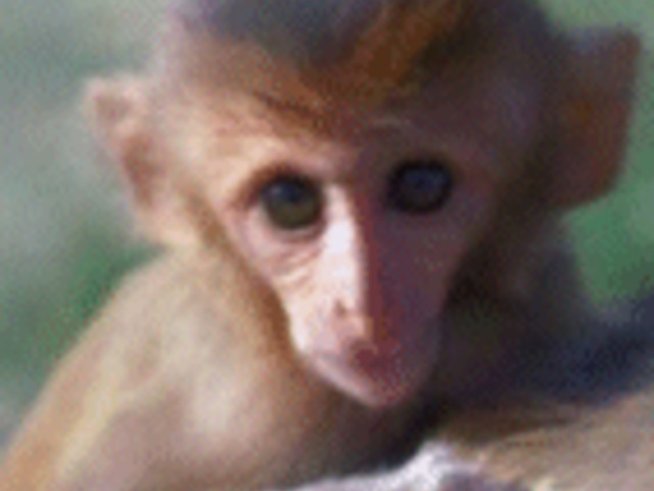 Резус фактор