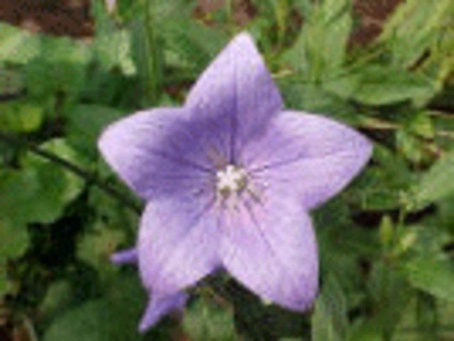 Андреев ден