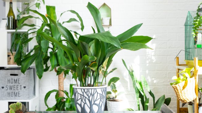 Снимка: iStock