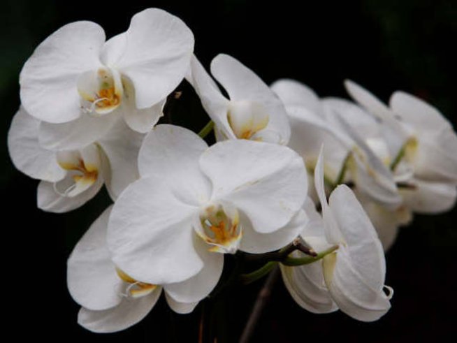 Колко често се полива домашна орхидея?