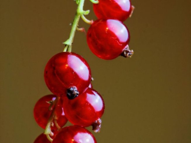 Касис. Снимка: pexels