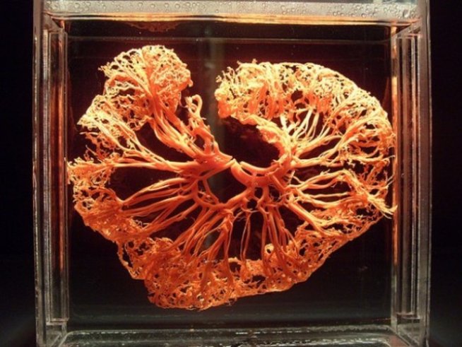 Безплатен вход за децата за изложбата за човешкото тяло