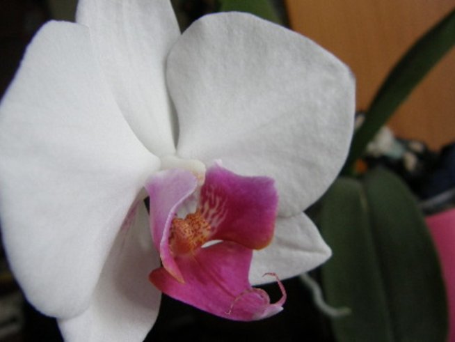 За любителите на орхидеи