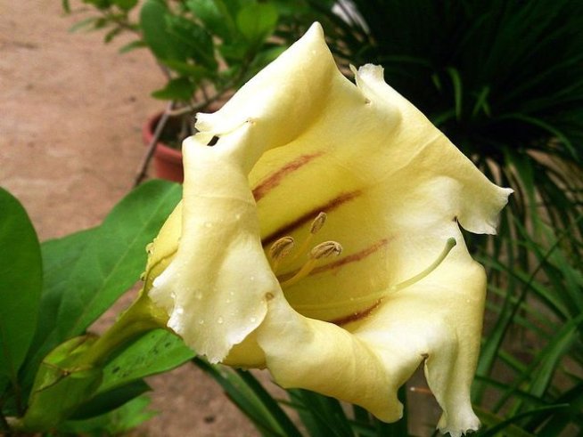 Снимка: Wikimedia Commons