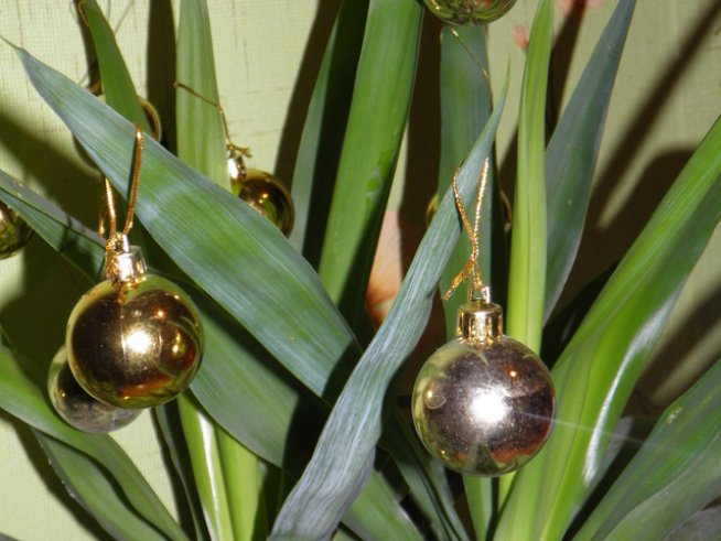 Снимка: Вергиния Генова