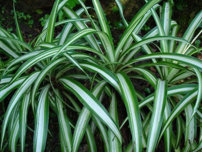 Снимка: Wikimedia Commons