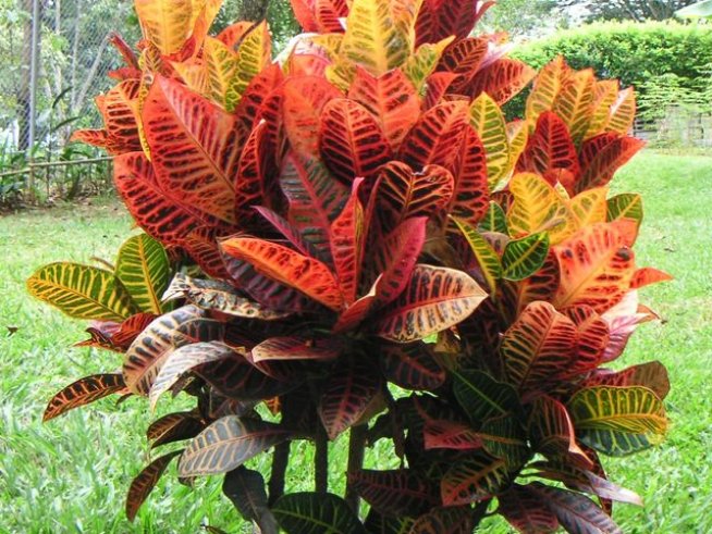 Снимка: Wikimedia Commons