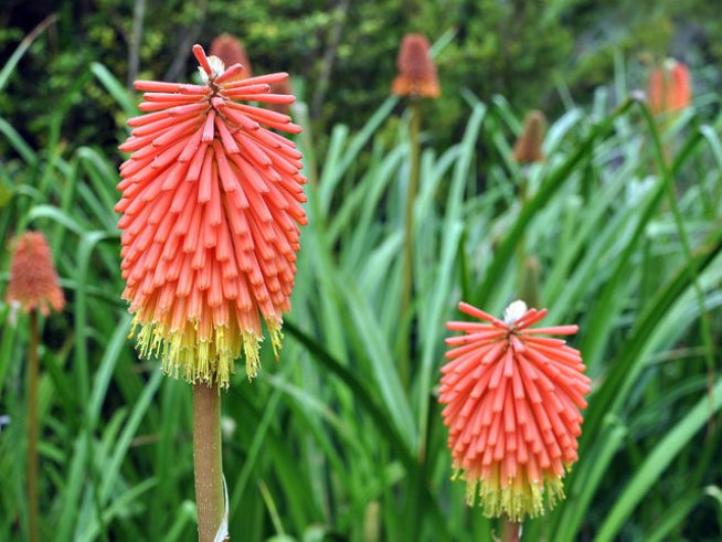 Снимка: Wikimedia Commons