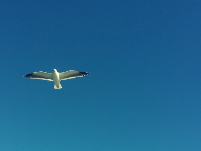 Снимка: freeimages.com