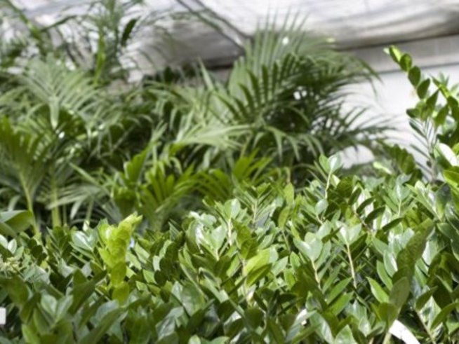 Сакъзче или филодендрон?