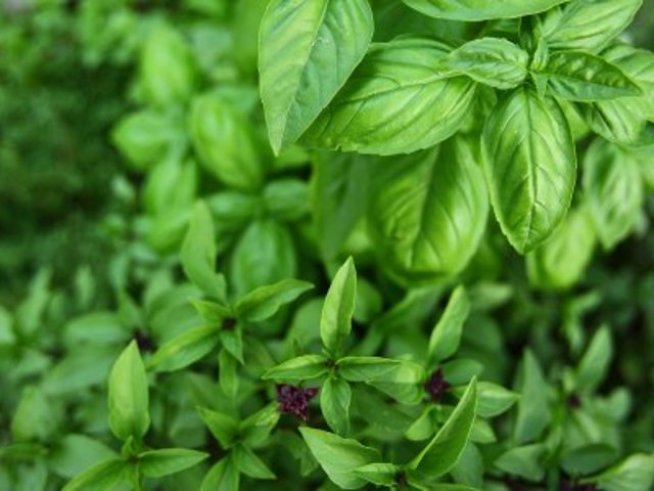 Любовно биле за Еньовден