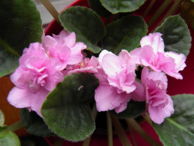 Снимка: Вергиния Генова