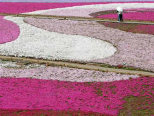 Цветя обички се подаряват с обич