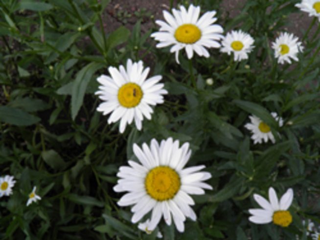 Обича ме, не ме обича - казват ли истината маргаритките