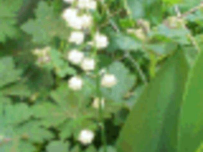 Момина сълза