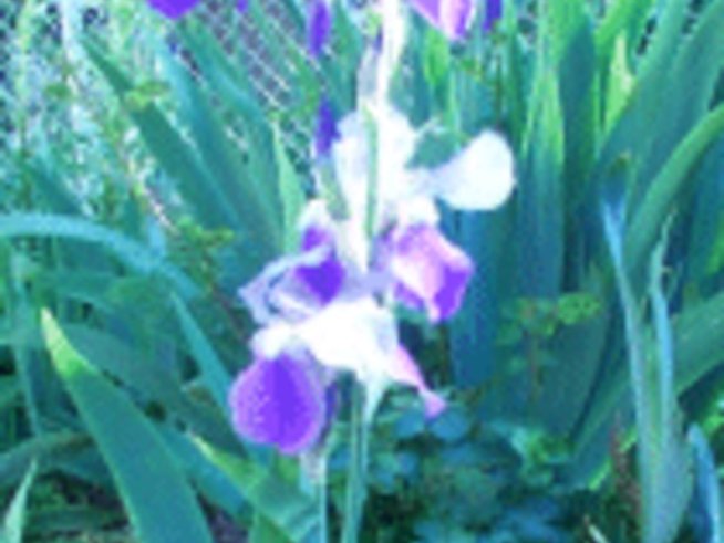Перуника (Iris)