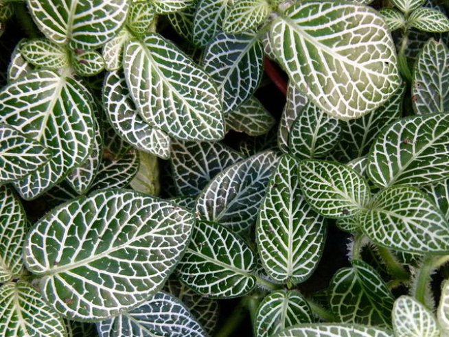 Снимка: Wikimedia Commons