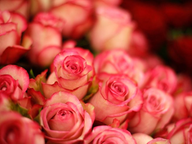 Лесни съвети да запазим розите свежи по-дълго