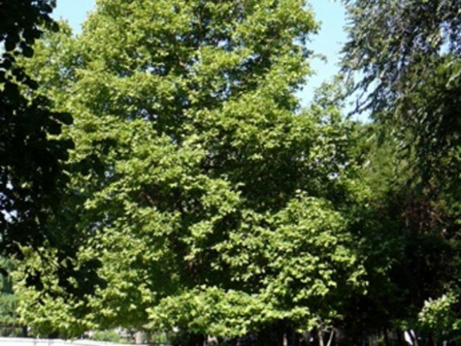 Първата лятна читалня на открито в Пловдив е на 4 юли 2012