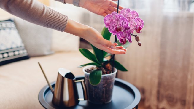 Снимка: iStock