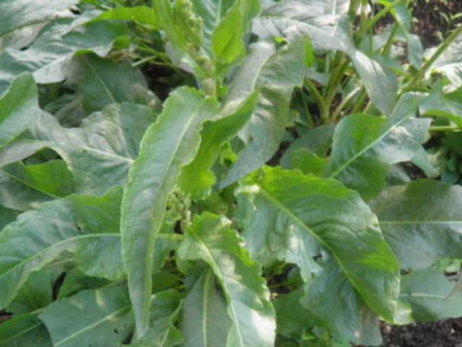 Домашна маска от лапад за мазна кожа