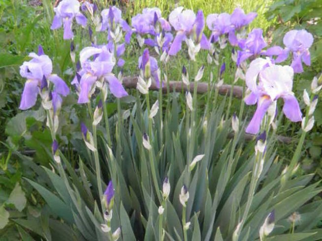 Перуниката – гордата красавица в градината