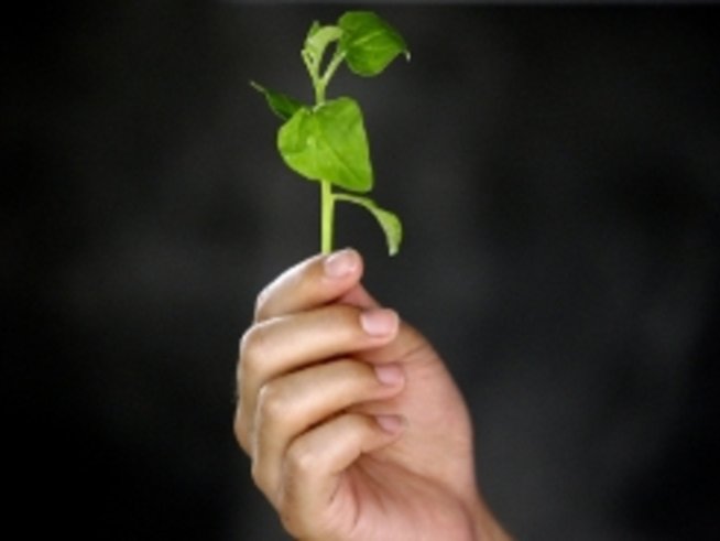 Храни, богати на желязо за бъдещите майки