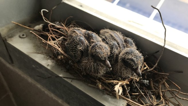 Какво символизира птичето гнездо на балкона?.Снимка: istock