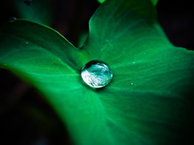 Снимка: freeimages

