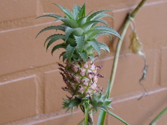 Снимка: Wikimedia Commons