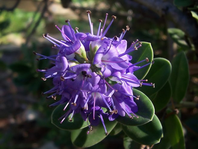 Снимка: Wikimedia Commons