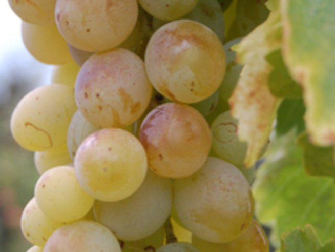 Освежаваща маска с гроздов сок