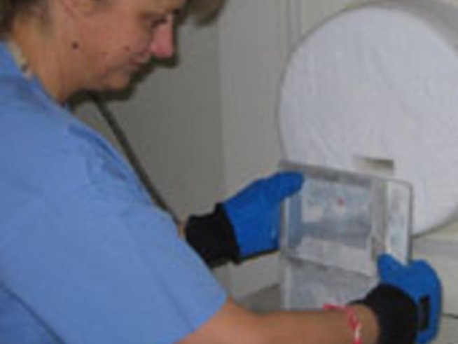 Стволовите клетки