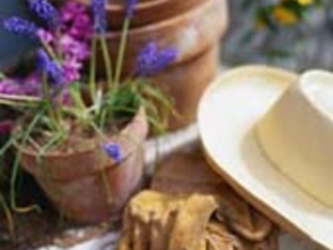 Април - грижа за растенията