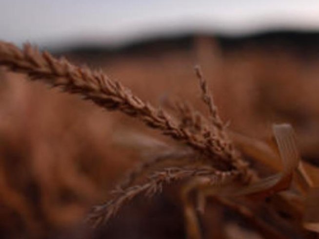 Масло от пшеничен зародиш заличава стриите