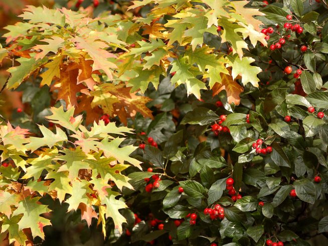 Снимка: Sxc.hu