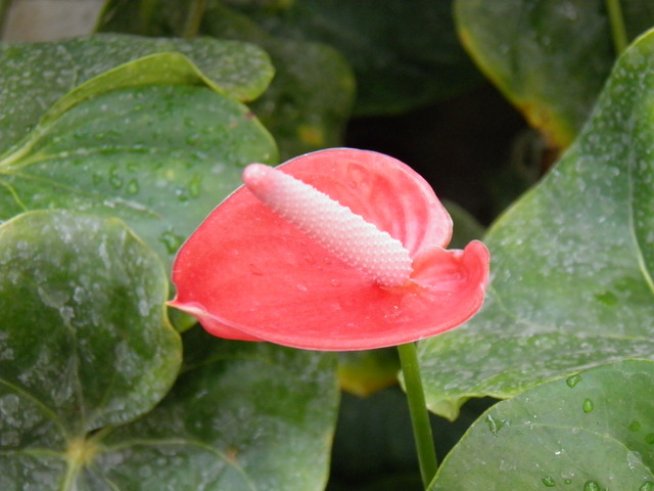 Снимка: Вергиния Генова