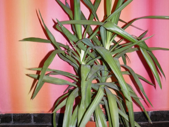 Полезните свойства на юката 