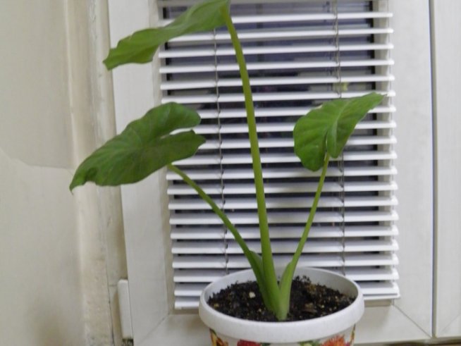 Как да си отгледаме трилистник?